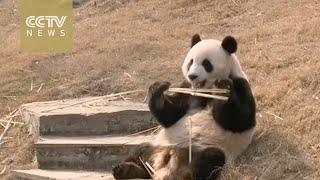 China sends a pair of pandas to South Korea