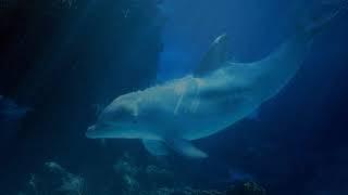 Голоса дельфинов БЕЗ МУЗЫКИ и шум морского прибоя, dolphin sounds (NO MUSIC)