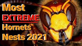 Most EXTREME Hornets Nests