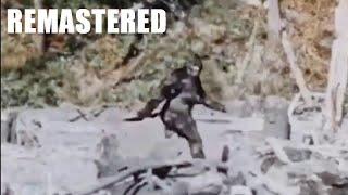 New Remastered HD Version of the Patterson Gimlin Film COMPLETE Bigfoot, Sasquatch, Yeti