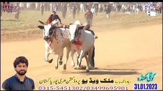 King Malangi Ty Hastaliya Kotli Khunda 31-1-2023 Bull Race In Pakistan