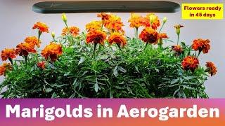 Growing Marigolds in Aerogarden Harvest Hydroponics System, Sparky Mix