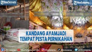 Viral Kandang Ayam Disulap Jadi Tempat Pesta Pernikahan yang Mewah @TRIBUNLAMPUNGNEWSVIDEO