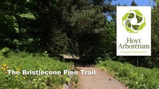 Bristlecone Pine Trail (Bokeh Image Studios)