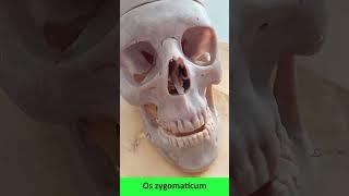 Lebka – cranium – skull #anatomie #biologie