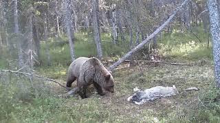 Росомаха,медведь,волк реакция на мёртвого волка.