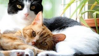 How to Introduce a New Cat to Your Cat | Cat Care