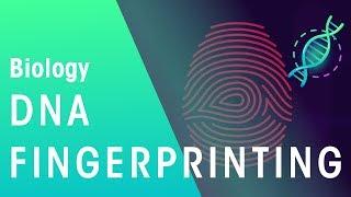 DNA Fingerprinting | Genetics | Biology | FuseSchool