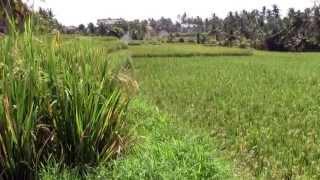 BALI RICE FIELDS | Subak Juwuk Manis Rice Field In Ubud