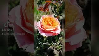 EDROSES/Троянда  Вікторіан Сікрет (Victorian Secret) Нідерланди, 2017. Premium Garden Roses.