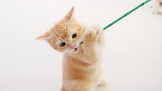 You can also tease cats with bamboo, did you know?