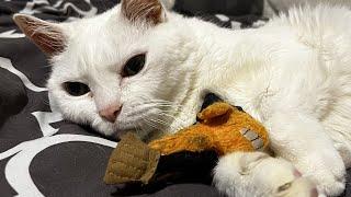 Mama cat keeps hugging toy for heartbreaking reason