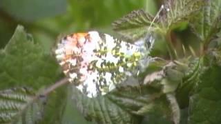 Orange Tip