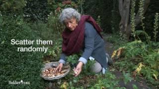 A handy guide on planting bulbs