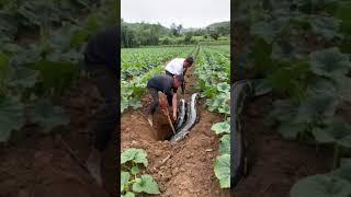 The man discovered something scary in his vegetable field