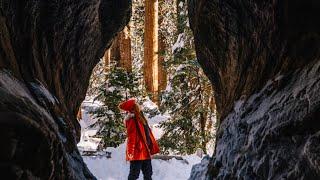 I Went INSIDE a Giant Sequoia Tree (CRAZY!)