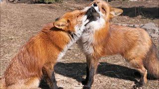 Lisa the Fox grooming another fox