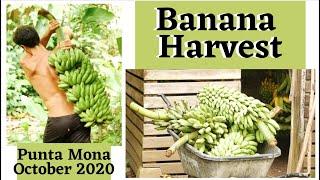 Going Bananas at Punta Mona | Harvesting Different Tropical Banana Varieties!