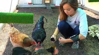 Maya gives the chickens a nice martini at Alveus