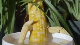 CornHub - Corn 18+