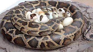 How Giant Python Laying Eggs And The Eggs Hatching