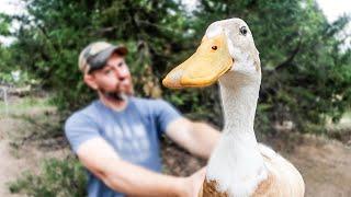 We Hated Our Ducks, THEN WE DID THIS!