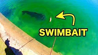 HUGE SWIMBAIT catches CLEAR WATER POND MONSTERS!