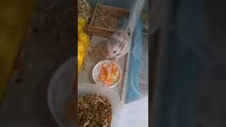 Eating my #hamster #viral #fyp #trending