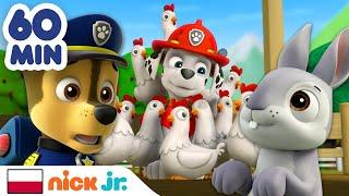 Psi Patrol | Godzina akcji ratunkowych Psiego Patrolu z udziałem przeuroczych zwierzaków! | Nick Jr.