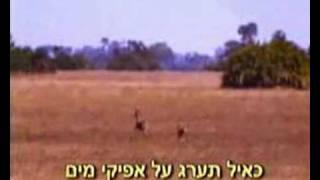 כאייל תערוג על אפיקי מים