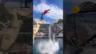 DOLPHINS HIGH JUMP #shorts #youtube ​⁠