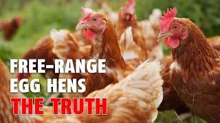 A look at how tesco chicken farmers operate and treat their birds.