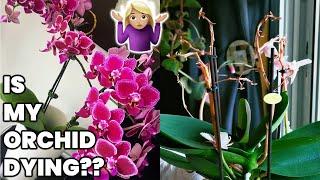 What to do when Orchid's flowers fall off  ️