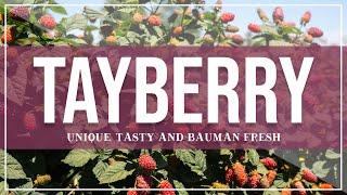 Tayberries | Unique, Tasty and Bauman Fresh