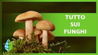 REGNO DEI FUNGHI  (Definizione, Caratteristiche e Classificazione)