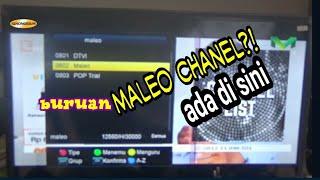 maleo chanel dan kawan kawan ada di sini