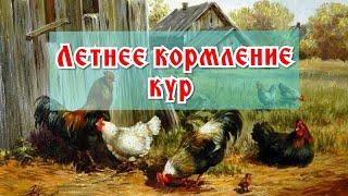 Кормление кур летом. Мои корректировки.