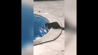 Моя кошка пьёт воду из бассейна, вау