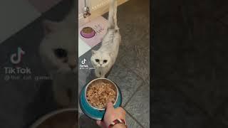 This Cat Can Sing! MUST WATCH Tiktok: thecatgames
