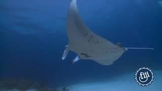 Fiji’s Majestic Mantas