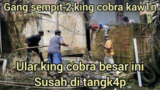 MENEGANGK4N WARGA PENANGKAP4N DUA ULAR KING COBRA DI BAWAH RUMAH WARGA DAN KING COBRA MAR4H