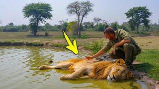 A person saves a drowning lion. What happens next is simply Incredible!