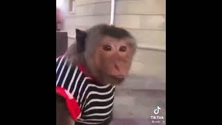 Азербайджанский маймун