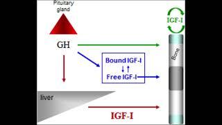 Growth Hormone & IGF-1 Release