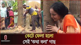 কেটে ফেলা হলো গোপালগঞ্জের সেই ‘কথা বলা’ আলোচিত গাছ | Talking tree | Gopalganj | Independent TV