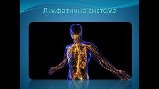 Лімфатична система. Будова, функції. Симптоми, діагнози забрудненої лімфи. Лімфодренаж і очистка.