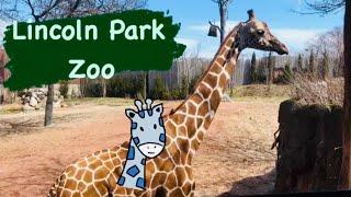 Lincoln Park Zoo | Lincoln park Chicago | 4k | Applaud Events