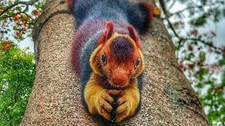 Indian Giant Squirrel: Cute & Colorful #animalfacts