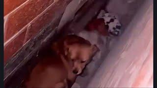 Mother Dog Gives Birth in Tight Gap Between Houses Heartwarming Rescue