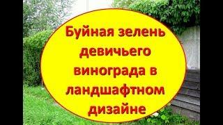 Буйная зелень девичьего винограда в ландшафтном дизайне